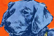 The Money Man's Best Friend