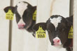 Safe Meat Requires Humane Slaughter